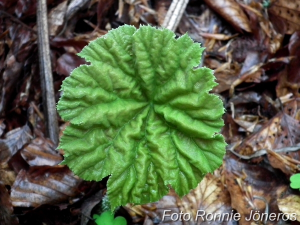 rodgersia tabularis